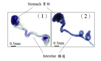 在胚胎發育過程中，神經幹細胞先產生不同類型的神經元細胞，然後依次序製造膠質神經細胞，包圍神經元細胞及建立一個具功能的神經系統。順序的神經幹細胞分化，包括正確的神經元和膠質細胞發育，對腸道神經系統的形成尤其重要。圖中，染有藍色是在腸道的膠質細胞。1)正常小鼠，在胚胎發育較早時期，腸道只有少量的膠質神經細胞。呈現淺藍。2)如小鼠帶有異常的GLI蛋白，膠質細胞會過早出現。呈現深藍。